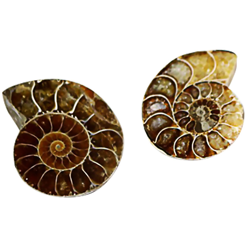 fossil ammonite