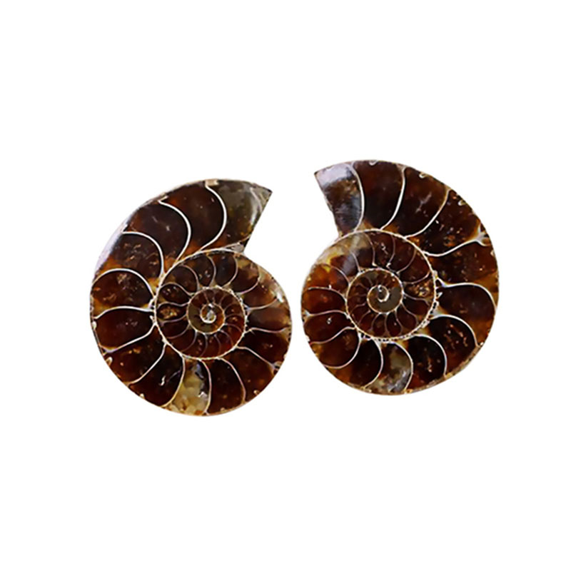 fossil ammonite