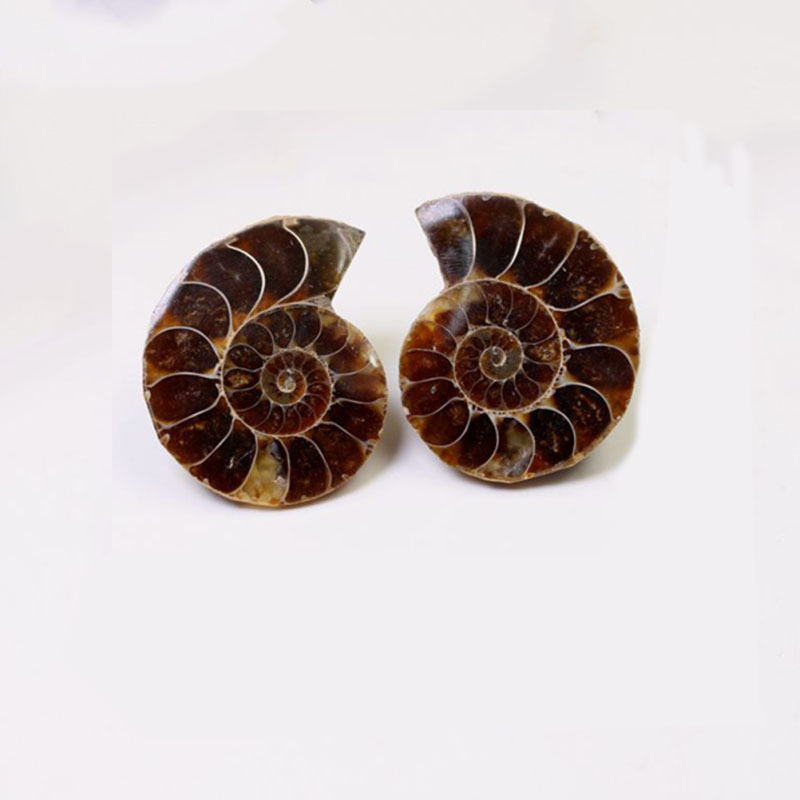 fossil ammonite